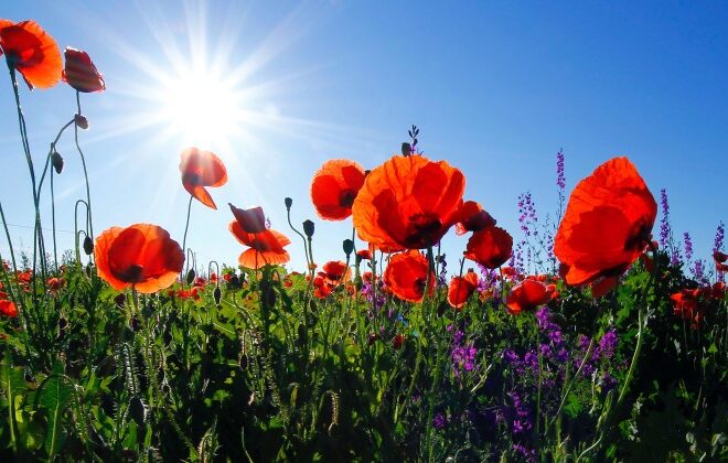 Give Over to Good – Rick Hanson, PhD