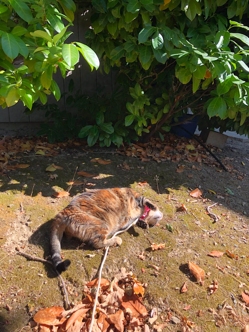 Sundays With Tabs the Cat, Makeup and Beauty Blog Mascot, Vol. 870 Sundays With Tabs the Cat, Makeup and Beauty Blog Mascot, Vol. 870