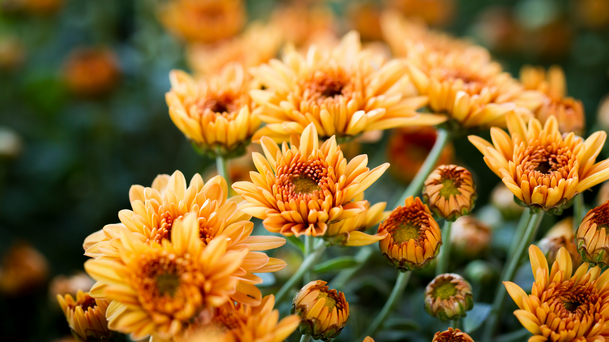 Mind, Body and Bubbles
– My Self-Love Supply