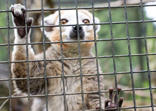 The Lack of Agency was Brutal – BodyIntelligence