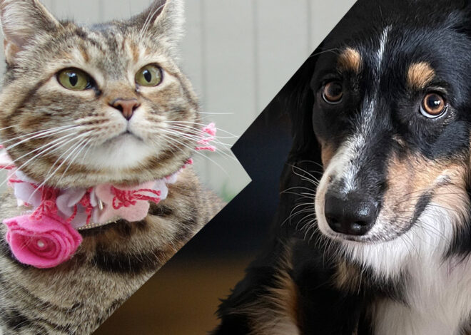 Select Sundays With Tabs the Cat, Makeup and Beauty Blog Mascot, Vol. 868