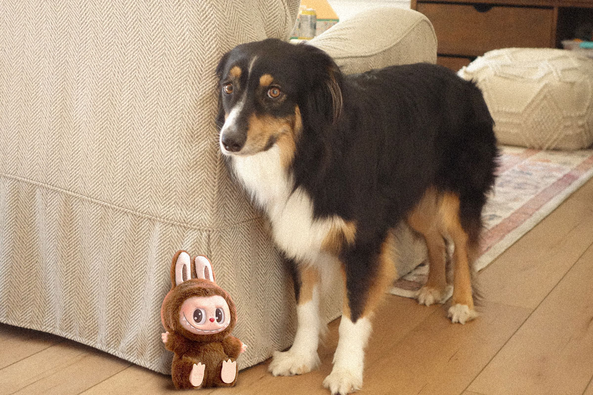 Sundays With Tabs the Cat, Makeup and Beauty Blog Mascot, Vol. 873